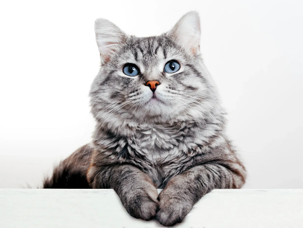 The Whisker Concierge  Logo